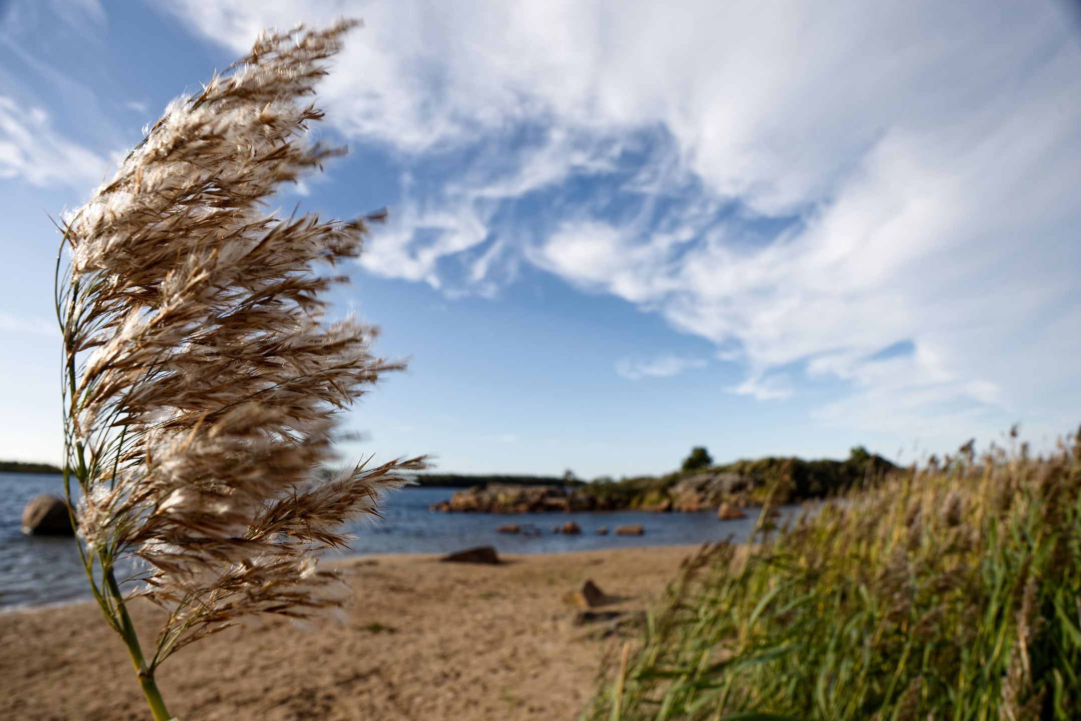 Schilfrohr am Strand bei Långsand, Schweden 2024